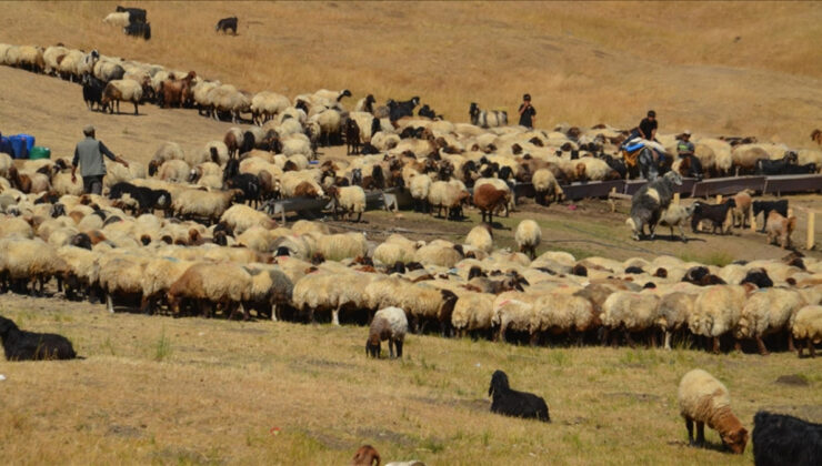 Yayla sezonu kapanıyor: Besiciler, soğuyan havayla birlikte yaylaları terk ediyor