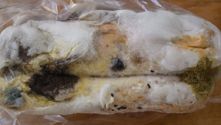 Yiyeceklerde bu işaretleri gördüğünüzde hemen çöpe atın: Zehirliyor