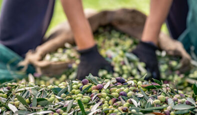 Yiyen vazgeçemiyor: Türkiye’nin zeytin cenneti şehirleri