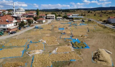 Yüksek rakımda, doğal yöntemlerle yetişiyor: Yoğun talep görüyor!