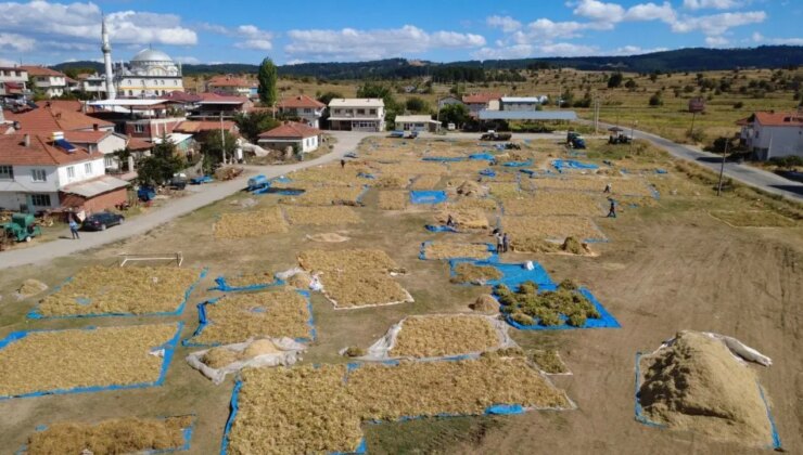 Yüksek rakımda, doğal yöntemlerle yetişiyor: Yoğun talep görüyor!