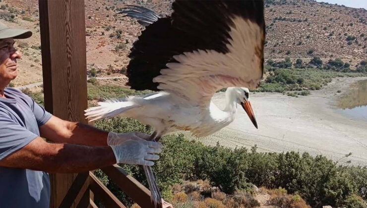 Yuvadan düşüp korumaya alınan yavru leylek ‘Kibar’ doğaya salındı