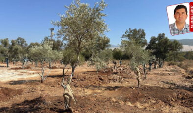 Zeytinler taşındı ama asıl tehlike yolda: Yeni kamulaştırmalar geliyor