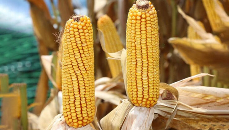 Zimbabve’de mısır ithalatı yasaklandı