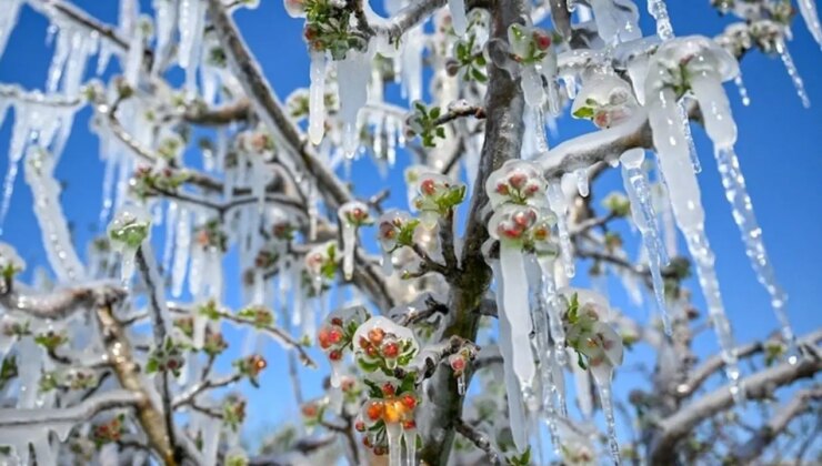 Zirai don destek ödemeleri ne zaman yapılacak? Zirai don desteği hangi ürünleri kapsıyor?