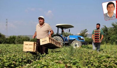 Zirai don ile tarım destekleri yetersiz kaldı: ‘Dağ fare doğurdu’