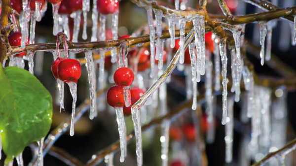 Zirai don ödemeleri ne zaman yapılacak? Zirai don ödemesi şartları neler?