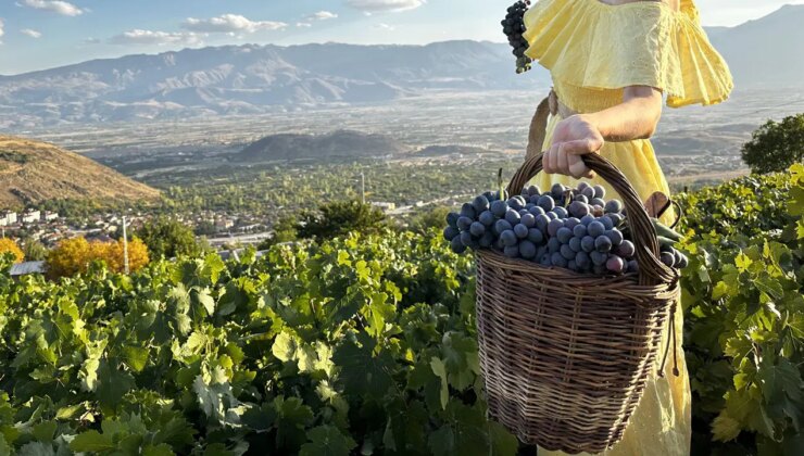 200 yıllık bağlarda yetişiyor: 75 TL’den alıcı buluyor! Şeker hastaları tarafından talep ediliyor…