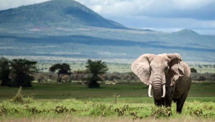 2050’ye kadar yok olma tehlikesi taşıyan UNESCO Dünya Mirası yerleri
