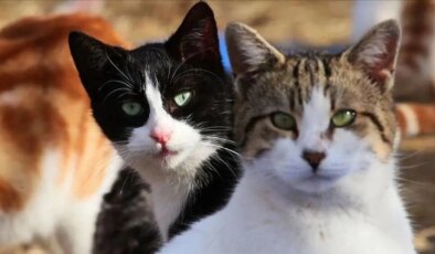 4 Ekim Hayvan Hakları Günü: ‘Hayvanlar eşya olarak görülüyor’