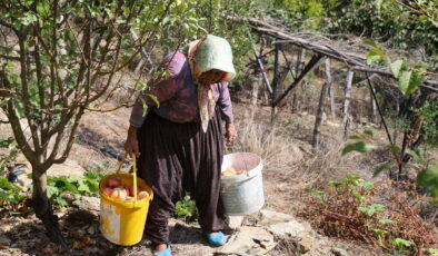 900 rakımda yetişiyor! Hasadı 10 gün sürecek…