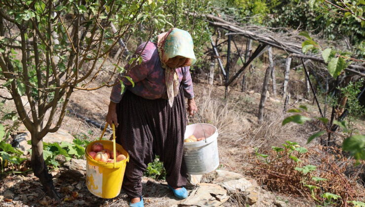 900 rakımda yetişiyor! Hasadı 10 gün sürecek…
