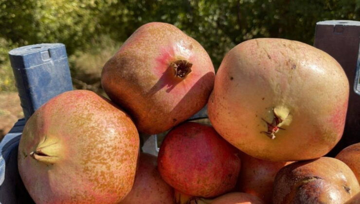 AB tescilli Suruç narında hasat dönemi: 650 bin ton nar üretimi bekleniyor
