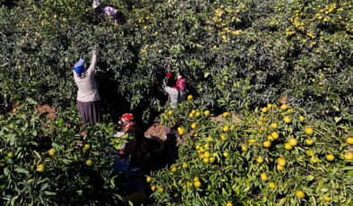Adana’da erkenci hasat başladı: ‘Fiyatlar düşük ama verim yüksek’