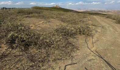 Adıyamanlı badem yetiştiricileri ağaçlarını sökmeye başladı… Badem üreticisi Vural: ‘Çiftçinin en büyük problemi ithal badem’