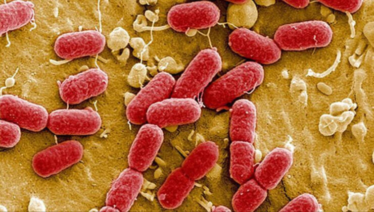 Almanya’da E. Coli salgını: 2 kişi öldü