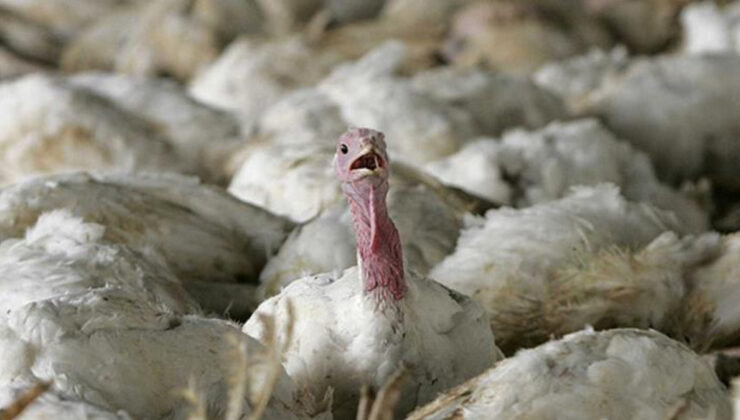 Almanya’da kuş gribi salgını: 180 binden fazla kümes hayvanı itlaf edildi