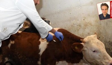 Amasya’da veteriner hekimlere saldırı: Sağlıkta şiddet yasasının dışında bırakıldılar