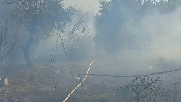 Antakya’da zeytinlik alanda yangın!
