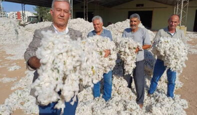 Araban Ovası’nda hasat başladı: 15 bin dönümde yetişiyor….