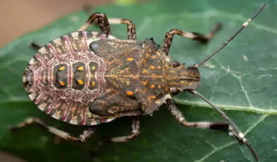 Artık tüm Türkiye’nin belası… Endişelendiren ‘kahverengi kokarca’ uyarısı: ‘Evimizi, iş yerimizi, marketimizi istila edecek!’