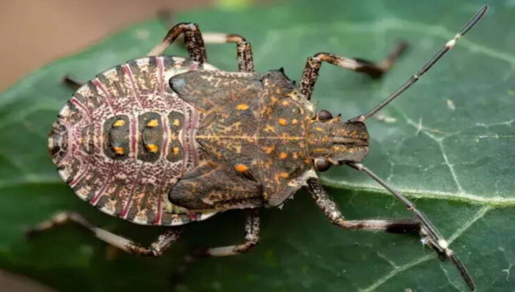 Artık tüm Türkiye’nin belası… Endişelendiren ‘kahverengi kokarca’ uyarısı: ‘Evimizi, iş yerimizi, marketimizi istila edecek!’