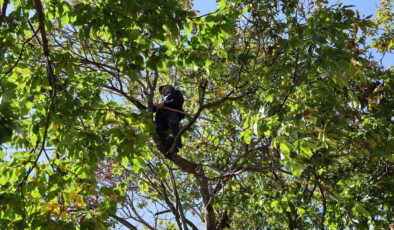 Aydın dağlarında zorlu hasat sona erdi: Kuraklığa rağmen rekolte iyi…