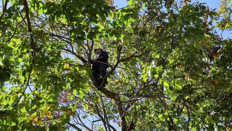 Aydın dağlarında zorlu hasat sona erdi: Kuraklığa rağmen rekolte iyi…
