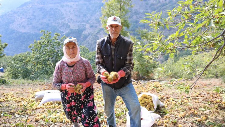 Aydın’ın dağlarında yetişiyor: ‘Hasadı çok zor, işçi bulunamıyor’