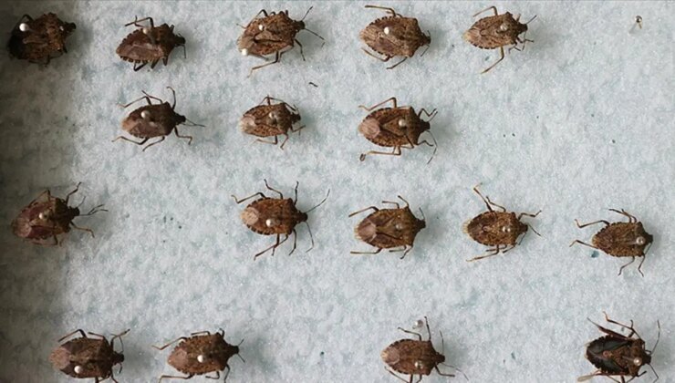 Bakanlıktan ‘garip’ yarışma: Böcek toplayan çocuklara bisiklet!