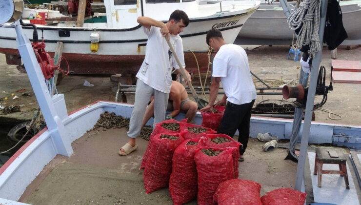 Balıkçıların geçim kaynağıydı, bu sene hüsrana uğrattı!