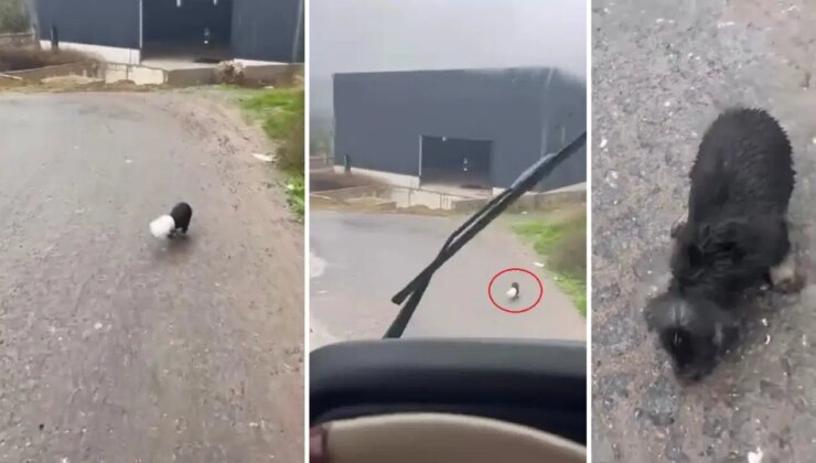 Başı plastik kaba sıkışan yavru köpeği kamyon şoförü kurtardı