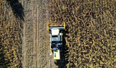 Bayburt’ta hasat başladı: 2021’de deneme amaçlı ekilmişti