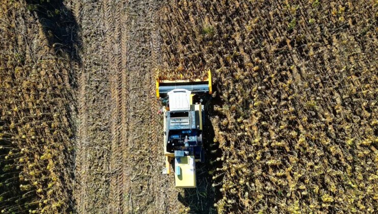 Bayburt’ta hasat başladı: 2021’de deneme amaçlı ekilmişti