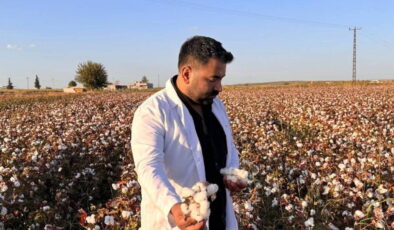 ‘Beyaz altın’da hasat başladı: 1,5 milyon tonluk rekolte bekleniyor