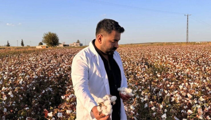 ‘Beyaz altın’da hasat başladı: 1,5 milyon tonluk rekolte bekleniyor