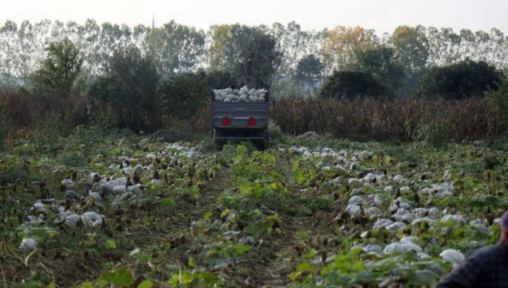 ‘Beyaz Elmas’ hasadı başladı: Tek tek kesilerek toplanıyor