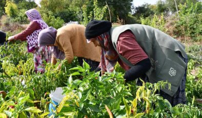 Bilecik’in tescilli lezzetinde üretim alanı azaldı: Köyün geçim kaynağı…