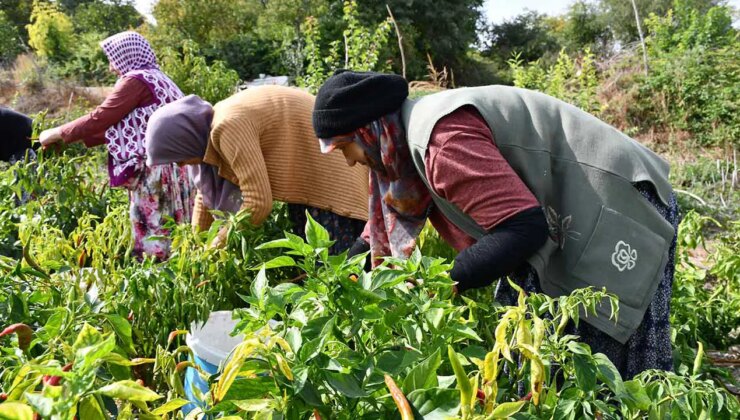 Bilecik’in tescilli lezzetinde üretim alanı azaldı: Köyün geçim kaynağı…