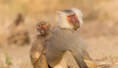 Bilim insanları açıkladı: Erkek memeliler aşk uğruna kısa yaşıyor