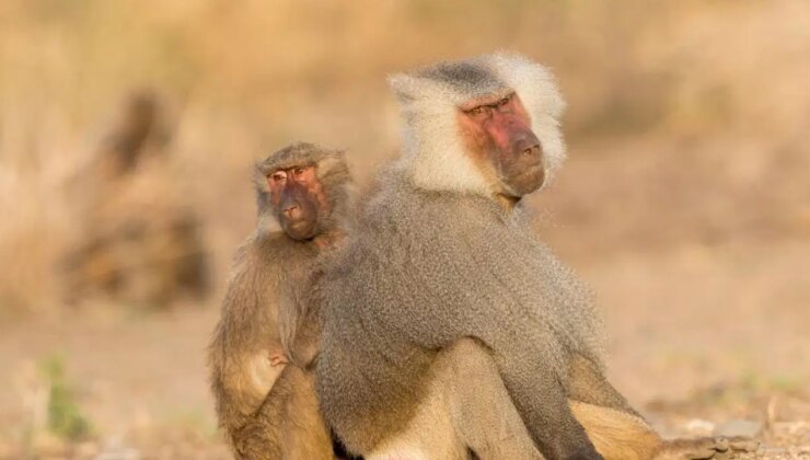 Bilim insanları açıkladı: Erkek memeliler aşk uğruna kısa yaşıyor