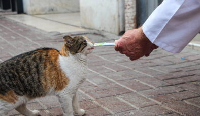 Bilinçsiz ilaç tüketimi hayvanlarınızın canına mal olabilir