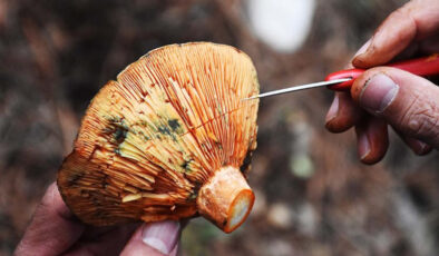 Bir lokması öldürebilir: Türkiye’nin zehirli mantar türleri