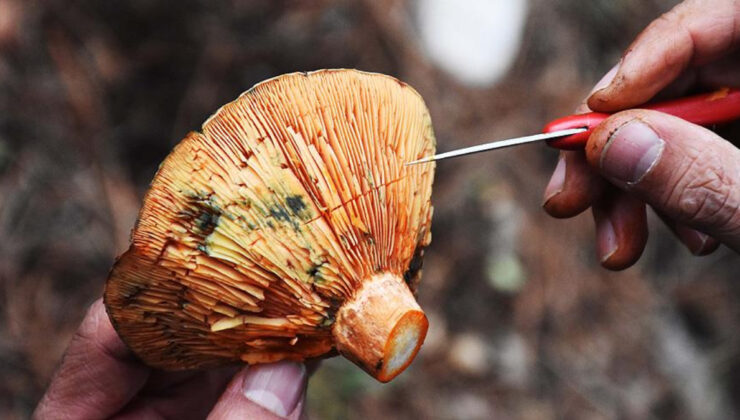 Bir lokması öldürebilir: Türkiye’nin zehirli mantar türleri