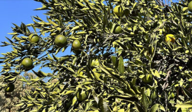 Bodrum mandalinasında rekolte beklentisi arttı