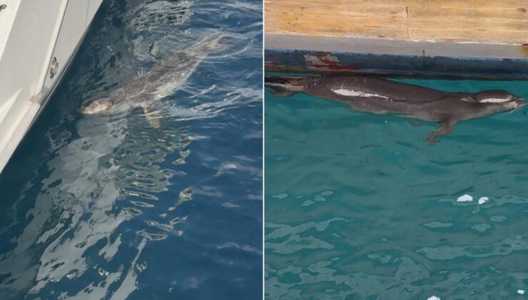 Bodrum’da fok görüntülendi