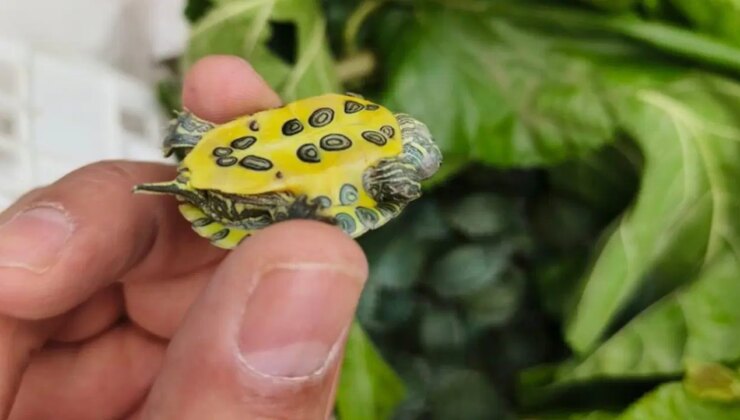 Bolu’da şaşırtan operasyon: Yolcu otobüsünde tam 500 tane bulundu…