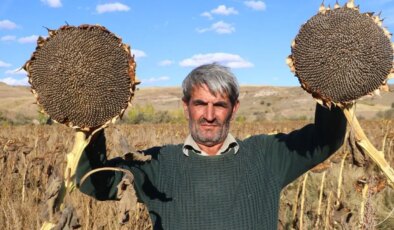 Boynunu eğen mahsuller, üreticinin yüzünü güldürdü!  Dönüm başına 300 kilo….