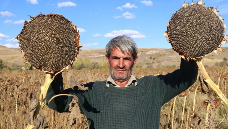 Boynunu eğen mahsuller, üreticinin yüzünü güldürdü!  Dönüm başına 300 kilo….