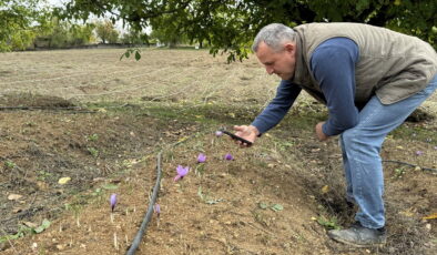 Bu sene erken çiçek açtı: Kilosu 450 bin TL!